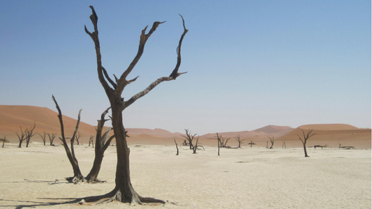 Dry Bones – Can These Bones Live?