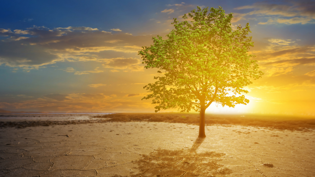 Rooted & Grounded