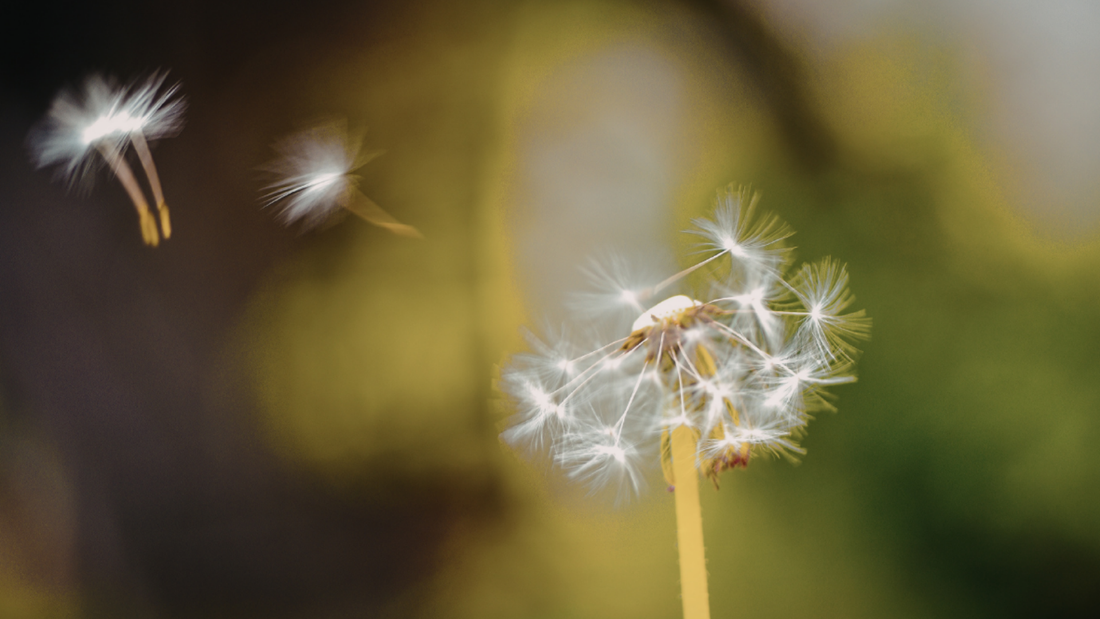 Temptation – The Thief