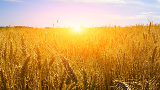 Sanctification - The Threshing Floor