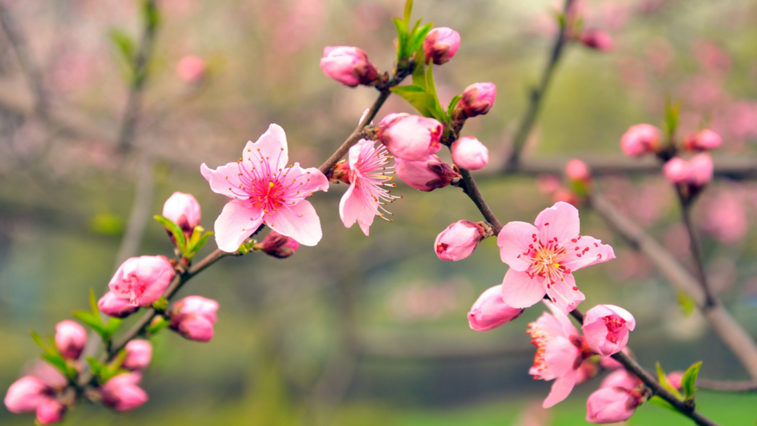 Lessons From the Peach Tree – God’s Seasons