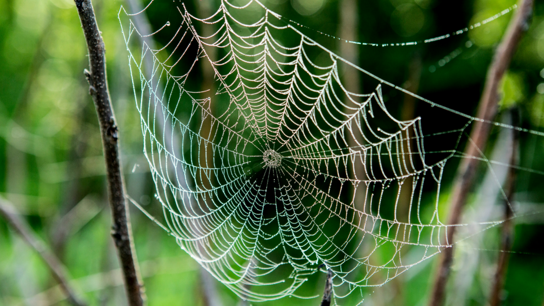 Temptation – The Tangled Web