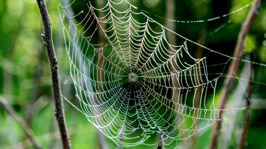 Temptation – The Tangled Web