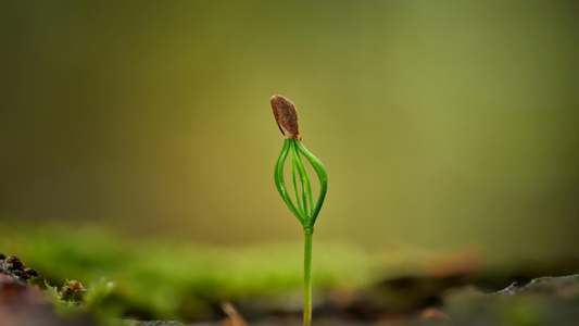 Waiting on God – Birth Pangs